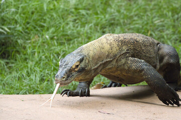 Monitor lizard