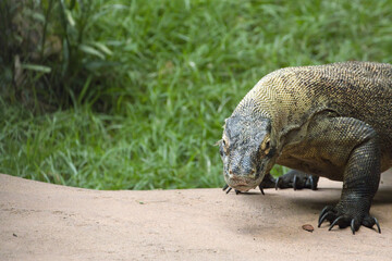 Monitor lizard