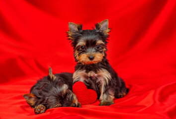 York terrier puppies lying on a red background with a small heart