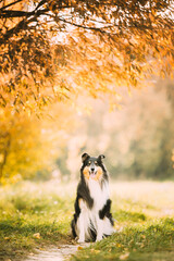 Obraz premium Tricolor Rough Collie, Funny Scottish Collie, Long-haired Collie, English Collie, Lassie Dog Posing Outdoors In Park. Portrait In Autumn Park