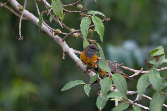 The little rock thrush (Monticola rufocinereus)