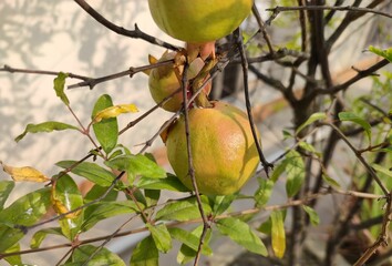 fruit on tree