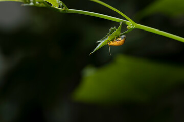 A small yellow insect perched on a green leaf.