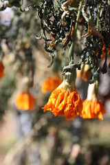 orange tree in autumn