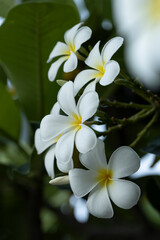 Fototapeta na wymiar white frangipani flowers and fresh green leaves.Plumeria, Temple Tree, Graveyard Tree.