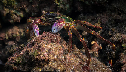 Closeup shot of a freshwater crab under the ocean