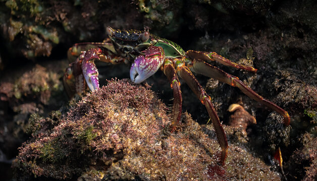 Closeup Shot Of A Freshwater Crab Under The Ocean