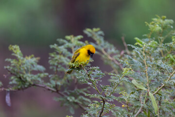 Rüppell's Weaver (Ploceus galbula). Golden Weaver looking for meeting  