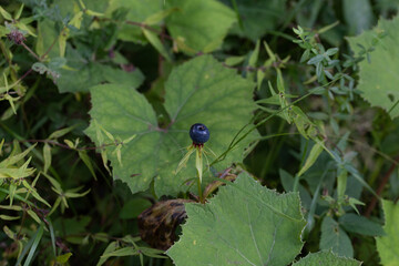 Plante des sous-bois 01