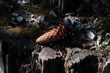 Pives sur sol de forêt