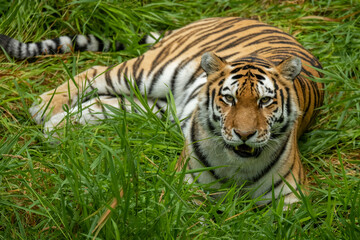 siberian tiger in the grass