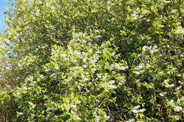 Fototapeta na wymiar A blooming branch of apple tree in spring sunny day