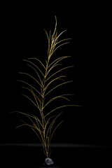 Obraz premium golden dried grass isolated on black background