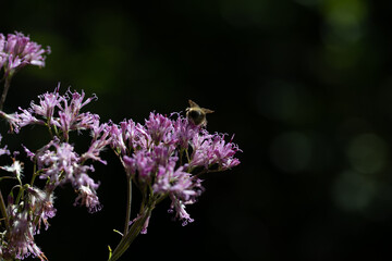 Adenostyles Alpina