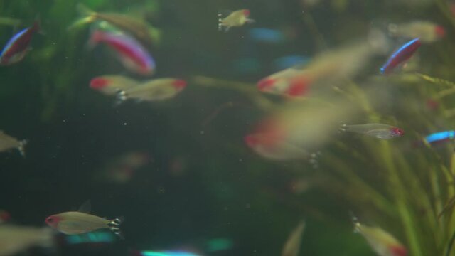 Several Colorful Neon Tetra Fish Paracheirodon innesi. Family Excursion to Oceanarium. Walking through Museum of Fish. diving, water world, nature, sea and ocean inhabitants, aquatic habitat concept