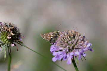 Papillon sur fleur