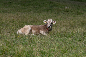 G&eacute;nisse d'alpage 1