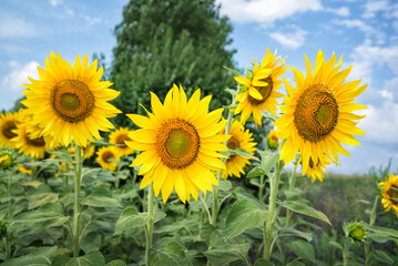 Sunflowers on a field under the blue sky