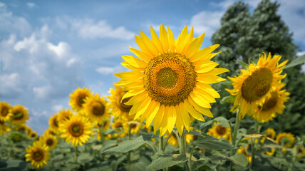 Sunflowers on a field under the blue sky