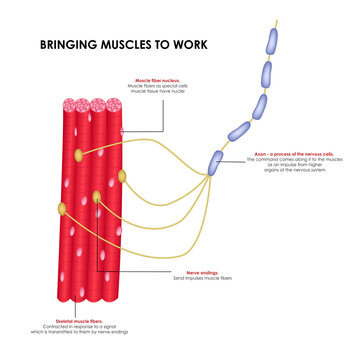 Nerves that bring muscles to work. Realistic medical illustration.
