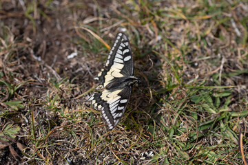 Le Machaon (Papilio machaon) 2