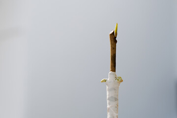 Durian grafting tree buds are 15 days old