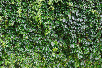 background of bright natural green leaves and flower