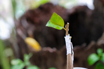 Durian grafting tree buds are 15 days old - obrazy, fototapety, plakaty