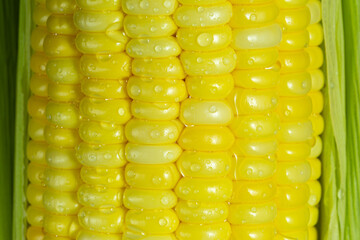 macro corn,A corn peeled revealing its yellow cob