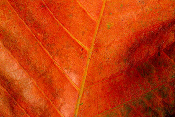 macro red leaf,Macro of autumn grape leaf background.