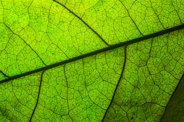Naklejka na ściany i meble green macro leaf,Green leaves background. Leaf texture