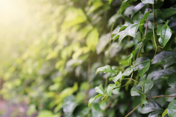 The garden is full of bright natural leaves and flowers