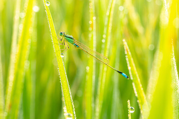 Dragonfly on the green leaf tops,Cute dragonfly on top of a plant branch looking directly at the camera. Light green blurred background.