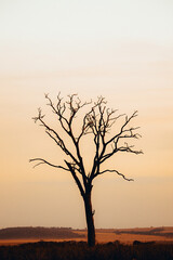 dry tree in the savanna
