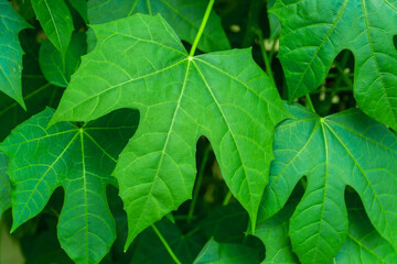 Chaya or tree spinach (Cnidoscolus Chayamansa McVaugh) is a large, growing leafy perennial shrub.