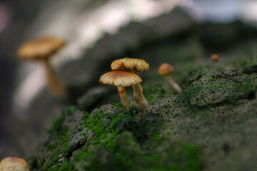 Wild mushrooms on southwest Florida log