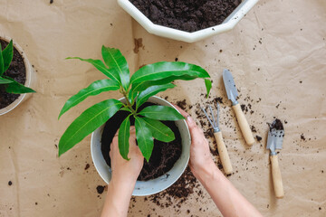 Home gardening. Transplanting or repotting a mango tree. Hands holding a room plant, a pot, soil,...