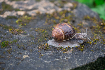 macro photography of snails after rain in summer