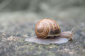 macro photography of snails after rain in summer