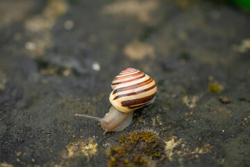macro photography of snails after rain in summer