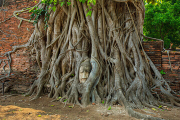 Buddha head in Ayutthaya,Buddha head embedded in a banyan tree. Unseen Ayutthaya Thailand, Wat Mahathat 