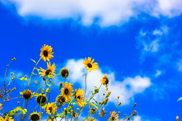 Beautiful little yellow sunflowers against a blue white cloudy sky at sunny summer day. Harvesting in the field in early fall. Agricultural backdrop. Blooming floral garden, meadow. Place for text.