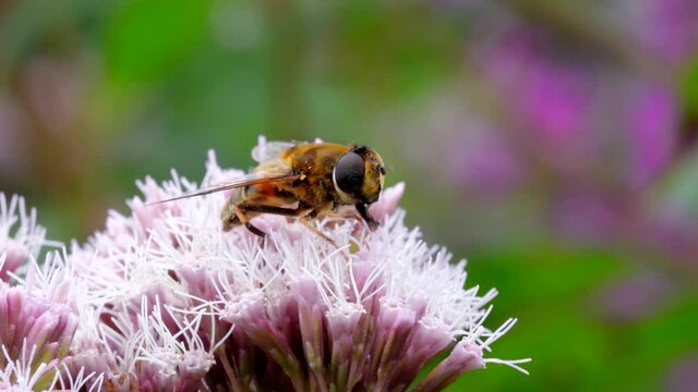Hoverflies - Drone Fly, Eristalis nemorum on the flowers