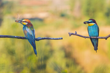 beautiful wild bird in the sun