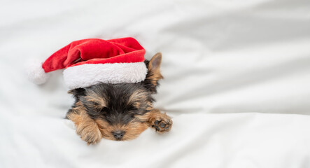 Cute Yorkshire terrier puppy wearing red santa hat sleeps on a bed under white blanket at home. Top...