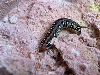 Larva Hyles euphorbiae, the spurge hawk-moth