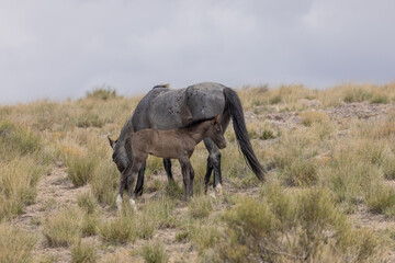 Obraz premium Wild Horse Mare and Foal in Spring in the Utah Desert 