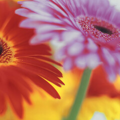 close up of pink gerber daisy