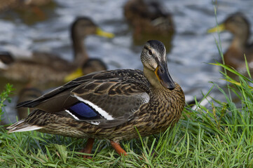 Gadwall's standing in the grass and looking at the camera. Lake and ducks in the background. 