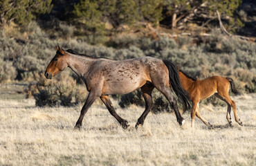 Wild Horse Mare and Foal in Spring in the Utah Desert 